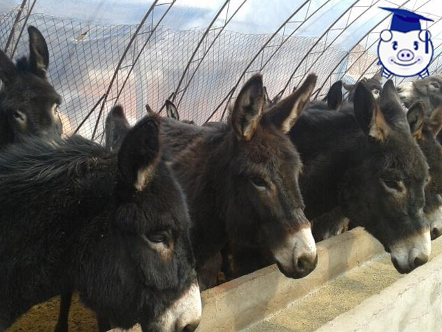 养殖致富项目养猪,最赚钱的养殖业适合穷人养殖创业