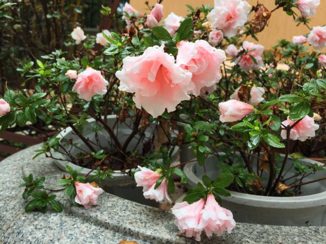 鼓浪屿自驾游全攻略,厦门鼓浪屿登岛全攻略