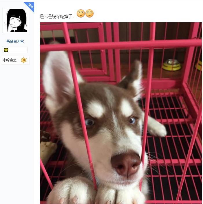 哈士奇在网上买回来的样子,哈士奇新买回来一直安静不下来