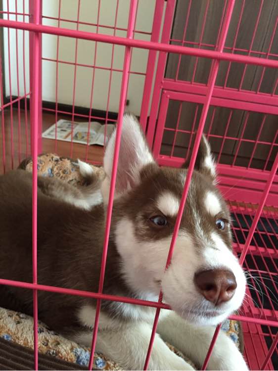 哈士奇在网上买回来的样子,哈士奇新买回来一直安静不下来