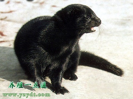 水貂必须要晾多久,水貂有哪些营养