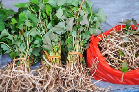 鱼腥草怎么治疗效果最好,鱼腥草对于哪些疾病有效