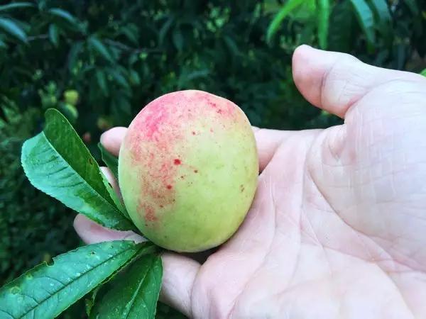 水浇多了补救视频,水浇多了变稀泥怎么办