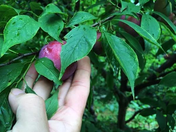 水浇多了补救视频,水浇多了变稀泥怎么办