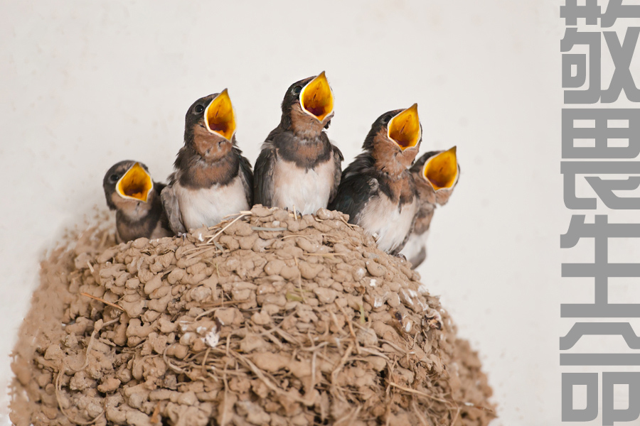 宣教士远涉非洲丛林，为土著人建一所医疗身心疾患的“挪亚方舟”