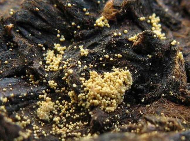 茶叶里“长虫”，你还能喝得下去吗？