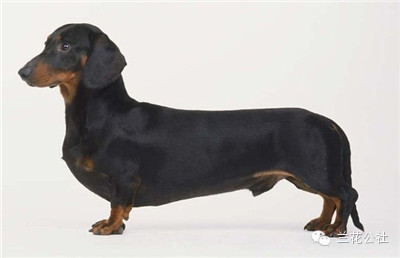 各种狗狗及其身价，狗迷们赶紧收藏起来