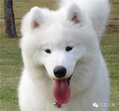 各种狗狗及其身价，狗迷们赶紧收藏起来