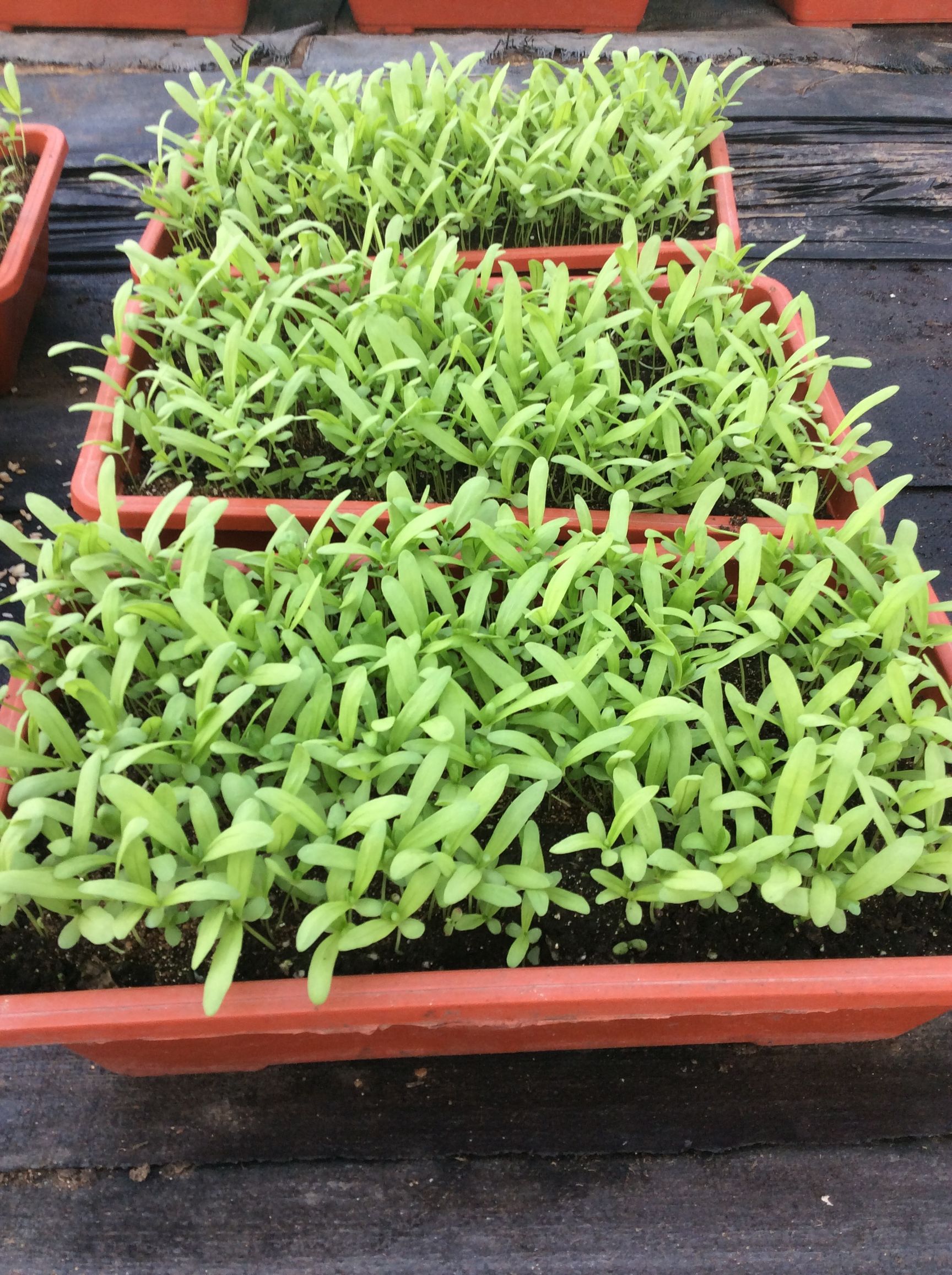 阳台茼蒿的种植方法和时间,阳台盆栽大叶茼蒿的种植方法