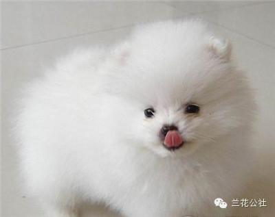 各种狗狗及其身价，狗迷们赶紧收藏起来