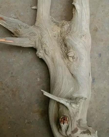 崖柏毛料,收崖柏毛料