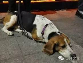 养宠知识狗狗遭遇便秘怎么办,养宠知识狗狗体内有虫怎么办