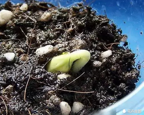 花种催芽方法有哪些呢,各种花种催芽方法