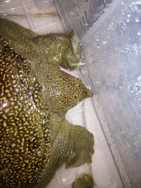 玩乌龟的下场有哪些,玩王八