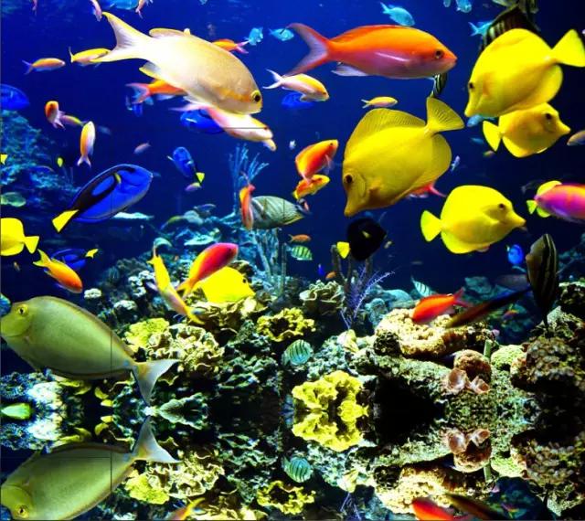 浮潜，是通向另一片世界的钥匙