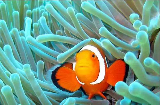 浮潜，是通向另一片世界的钥匙