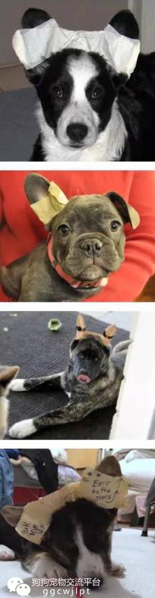 狗狗耳朵什么样可以立起来,狗狗耳朵分析图解