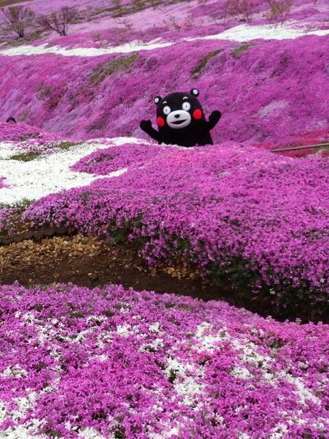 熊本熊长大后的样子,四只熊本熊图片