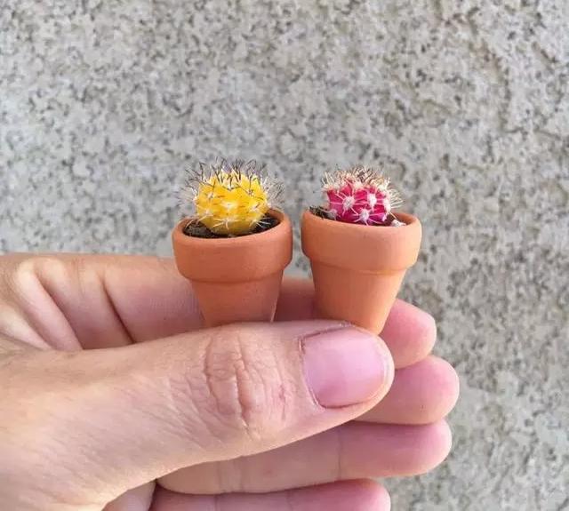 外国大神多肉,ins多肉