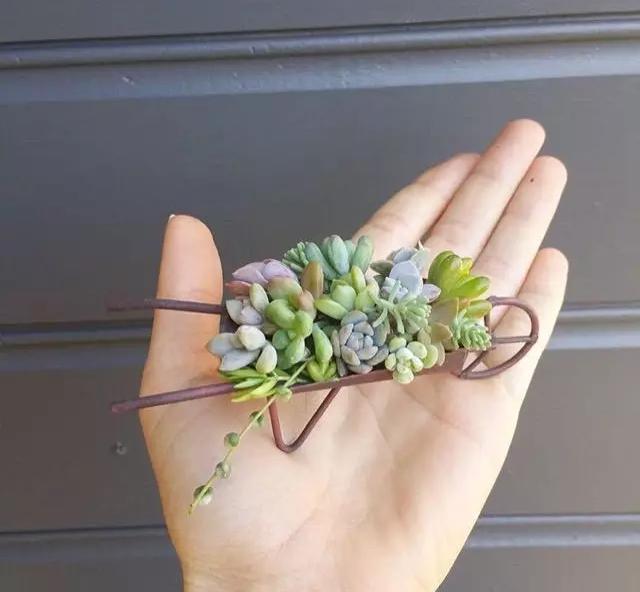 外国大神多肉,ins多肉