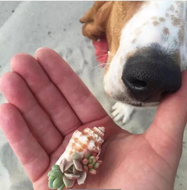 外国大神多肉,ins多肉