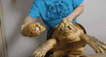 鳄龟咬合力到底有多强,鳄龟的咬合力世界上最大的