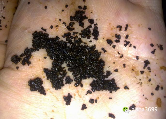 茶叶里“长虫”，你还能喝得下去吗？