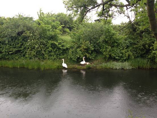 施华洛世奇白天鹅10年,马尔默全集完整版