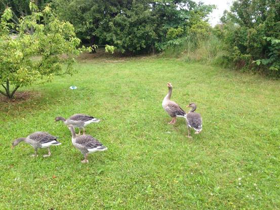 施华洛世奇白天鹅10年,马尔默全集完整版