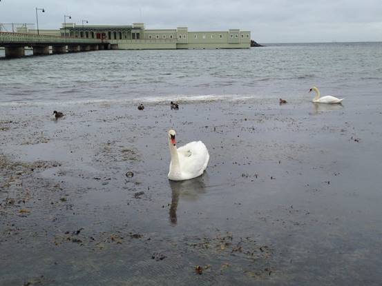 施华洛世奇白天鹅10年,马尔默全集完整版