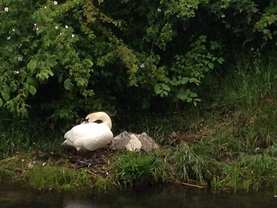 施华洛世奇白天鹅10年,马尔默全集完整版