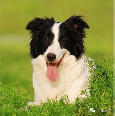 各种狗狗及其身价，狗迷们赶紧收藏起来