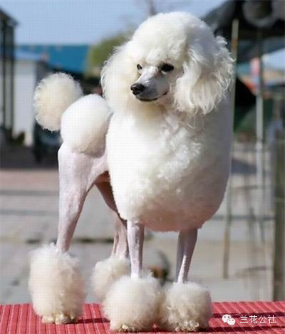 各种狗狗及其身价，狗迷们赶紧收藏起来