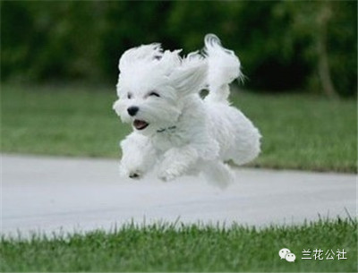 各种狗狗及其身价，狗迷们赶紧收藏起来