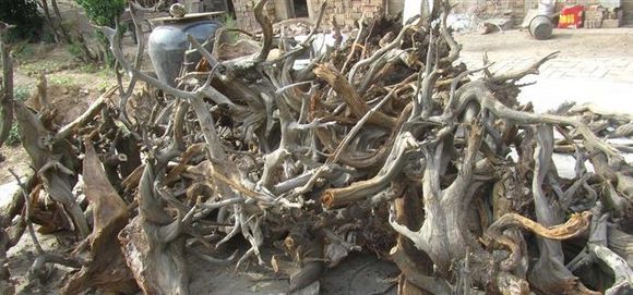 崖柏毛料,收崖柏毛料