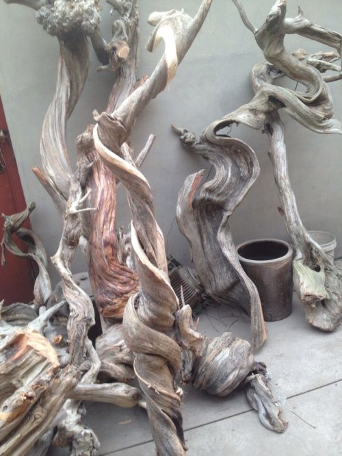 崖柏毛料,收崖柏毛料