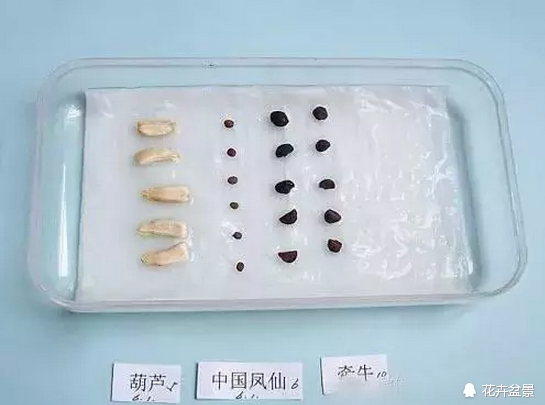 花种催芽方法有哪些呢,各种花种催芽方法