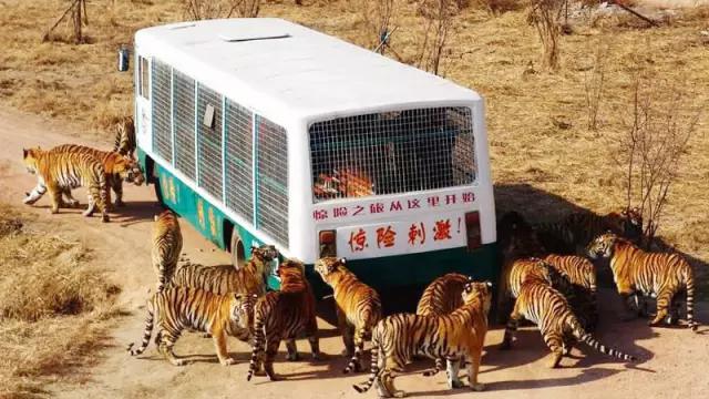 哈尔滨美景视频,哈尔滨美景的介绍