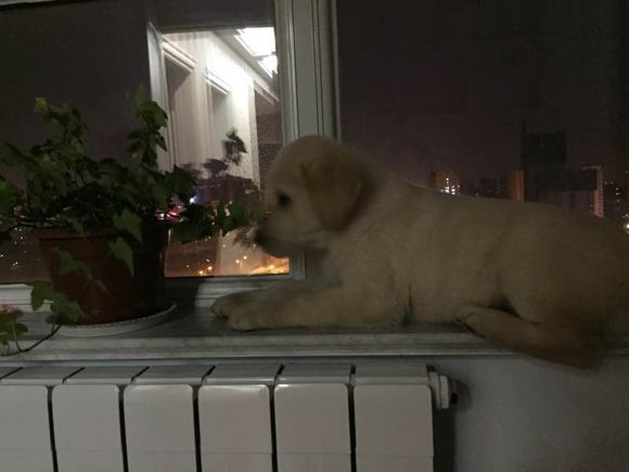 《一万个宠你的方法》爱宠知多少？第六期：拉布拉多