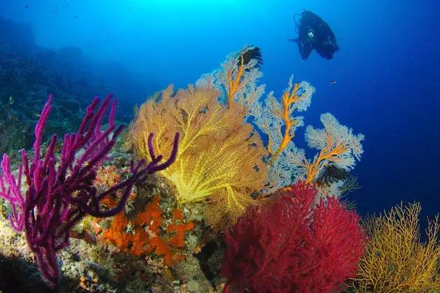 浮潜，是通向另一片世界的钥匙