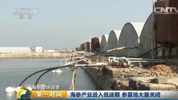 海参多少钱一斤比较合理呢,海参多少钱一斤算正常价格