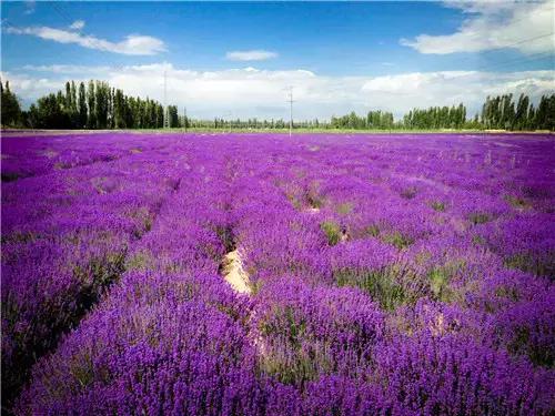棣欐鍒搴﹀亣閰掑簵,鍗椾含棣欐鍗庤嫻閰掑簵浠嬬粛