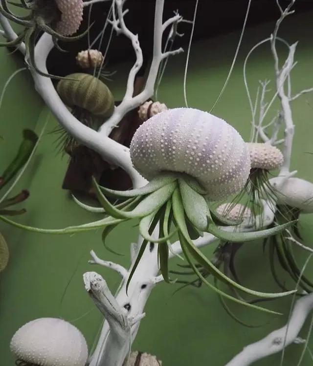 外国大神多肉,ins多肉