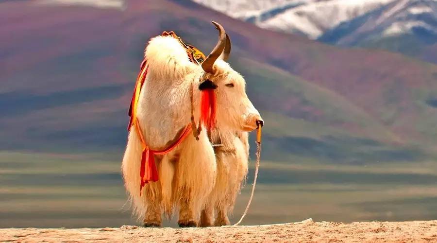 青海三文鱼网购,青海三文鱼购买网站