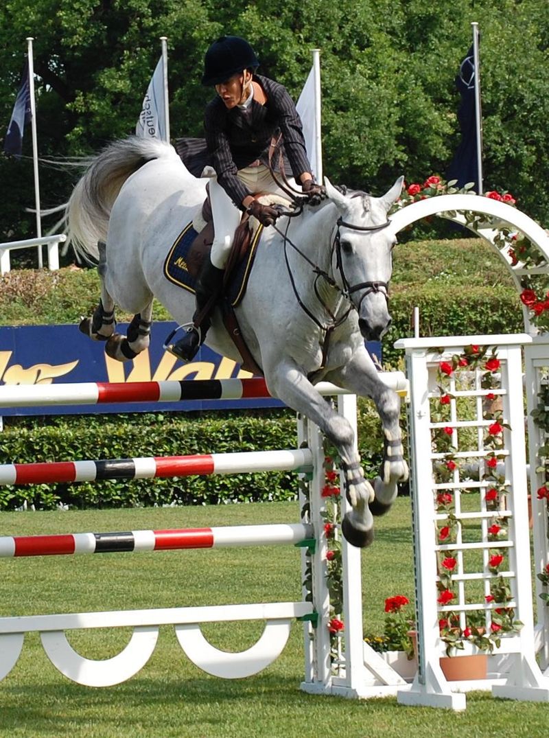 马术需要关注几个误区,观赏马有哪些