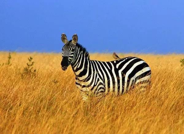为了庆祝儿童节，珠宝界搬来了整个动物园