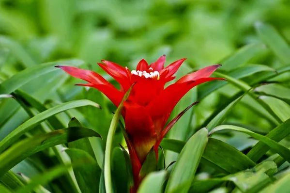 家里养的花掉叶子怎么处理,栀子花叶子发黄干枯掉叶子怎么办