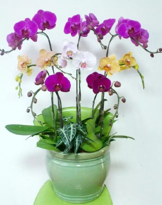 家里养的花掉叶子怎么处理,栀子花叶子发黄干枯掉叶子怎么办