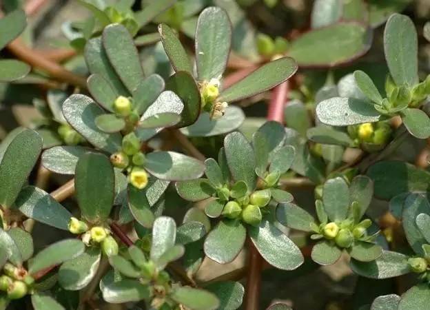又是一年摘野菜季节,赣州有哪些野菜