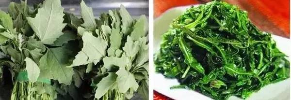 又是一年摘野菜季节,赣州有哪些野菜